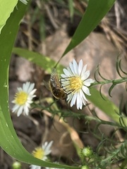 Sparnopolius confusus