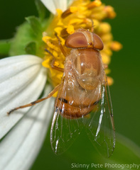 Copestylum sexmaculatum