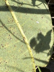 Silphium terebinthinaceum terebinthinaceum