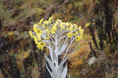 Senecio niveoaureus