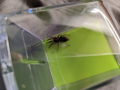 Scotophaeus blackwalli