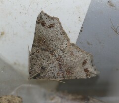 Lithilaria proestans