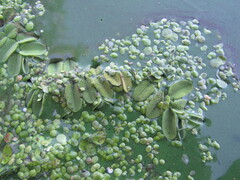 Salvinia natans