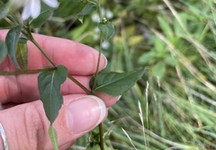 Doellingeria umbellata