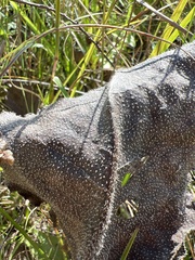 Silphium terebinthinaceum terebinthinaceum