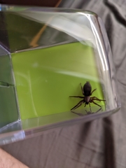 Scotophaeus blackwalli