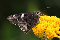 Codatractus arizonensis