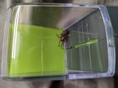 Scotophaeus blackwalli