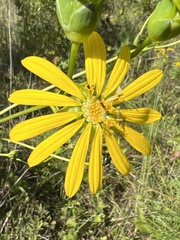 Silphium terebinthinaceum terebinthinaceum