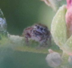 Phidippus asotus