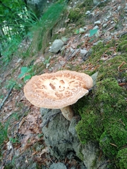 Polyporus tuberaster