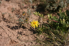 Osteospermum spathulatum