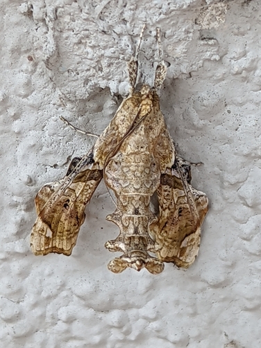 Erythrina borer photo 2