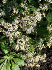 Eurybia divaricata