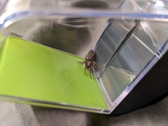 Scotophaeus blackwalli