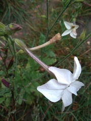Nicotiana alata