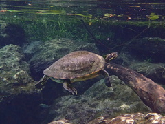 Pseudemys concinna suwanniensis