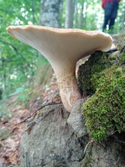 Polyporus tuberaster