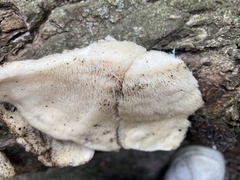 Climacodon septentrionalis