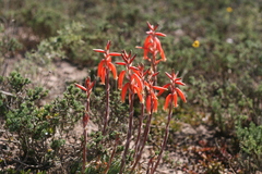 Aloe humilis