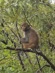 Macaca mulatta