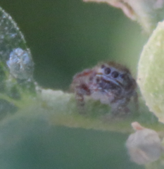 Phidippus asotus