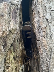 Climacodon septentrionalis