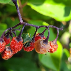 Thyanta pallidovirens