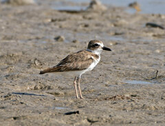 Charadrius wilsonia