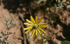 Osteospermum spathulatum