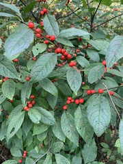Ilex verticillata