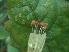 Nicotiana alata