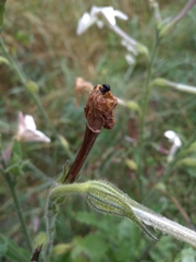 Nicotiana alata