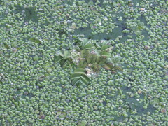 Salvinia natans
