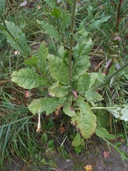 Nicotiana alata