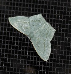 Maxates centrophylla