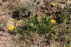Osteospermum spathulatum
