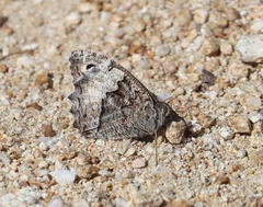 Hipparchia syriaca
