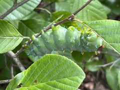 Hyalophora cecropia