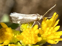 Cisthene liberomacula