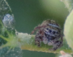 Phidippus asotus