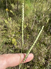 Paspalum floridanum