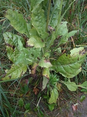 Nicotiana alata