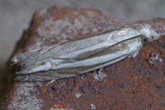 Eucosma striatana