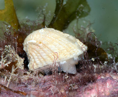 Emarginula