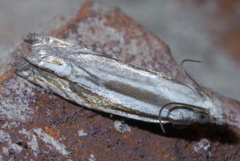 Eucosma striatana