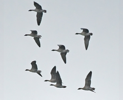 Anser brachyrhynchus