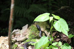 Coluber constrictor priapus