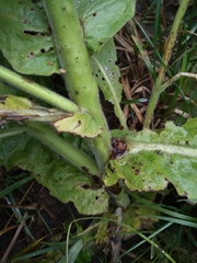 Nicotiana alata