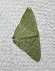 Urolitha bipunctifera